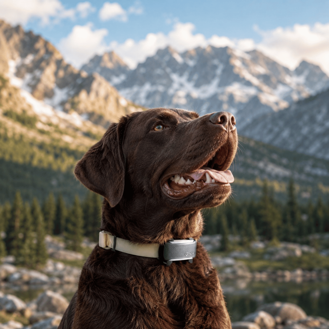 GroomaPro™ Smart GPS Pet Tracker