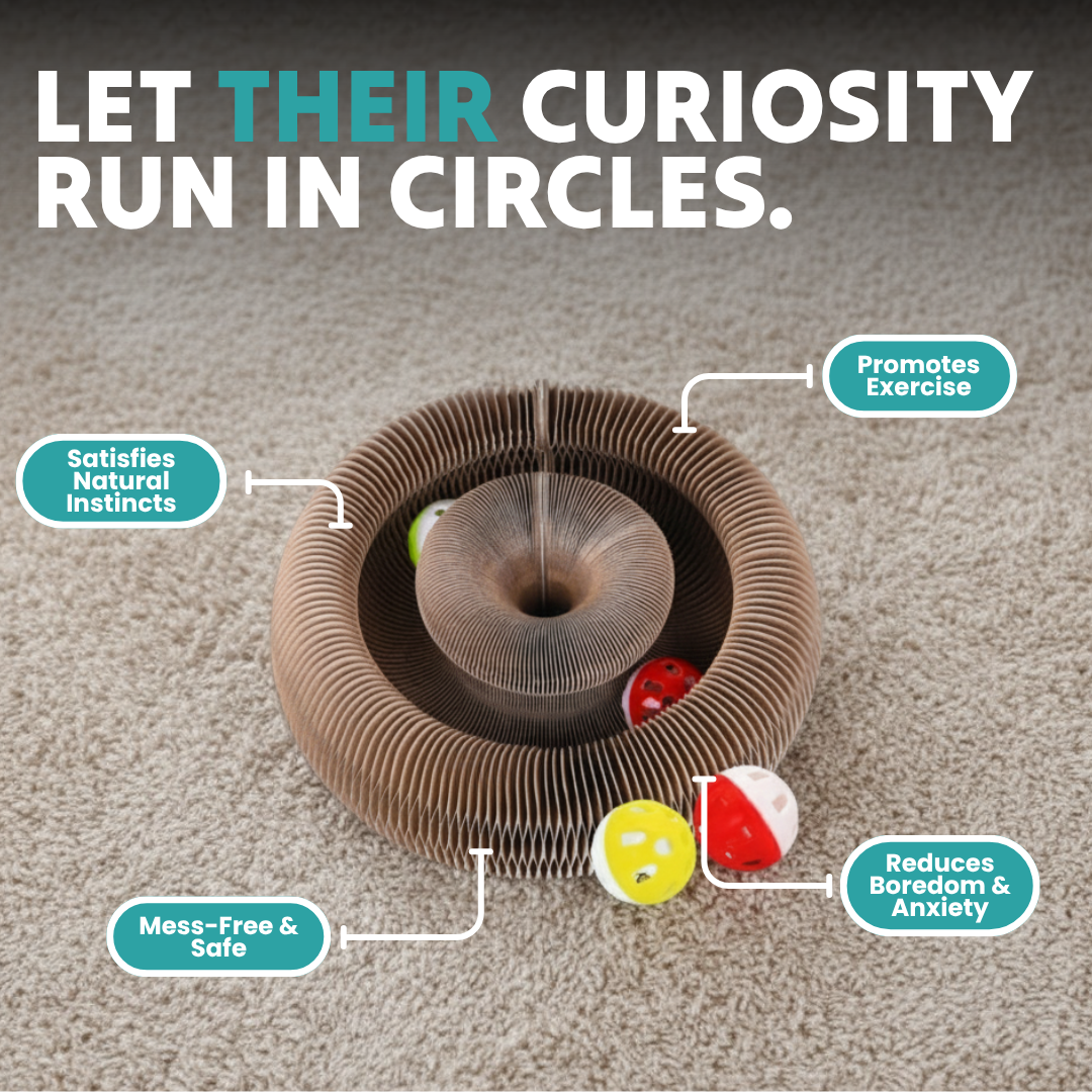 Kitten Curls Intercative Cat Scratching Toy