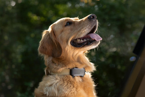 GroomaPro™ Smart GPS Pet Tracker